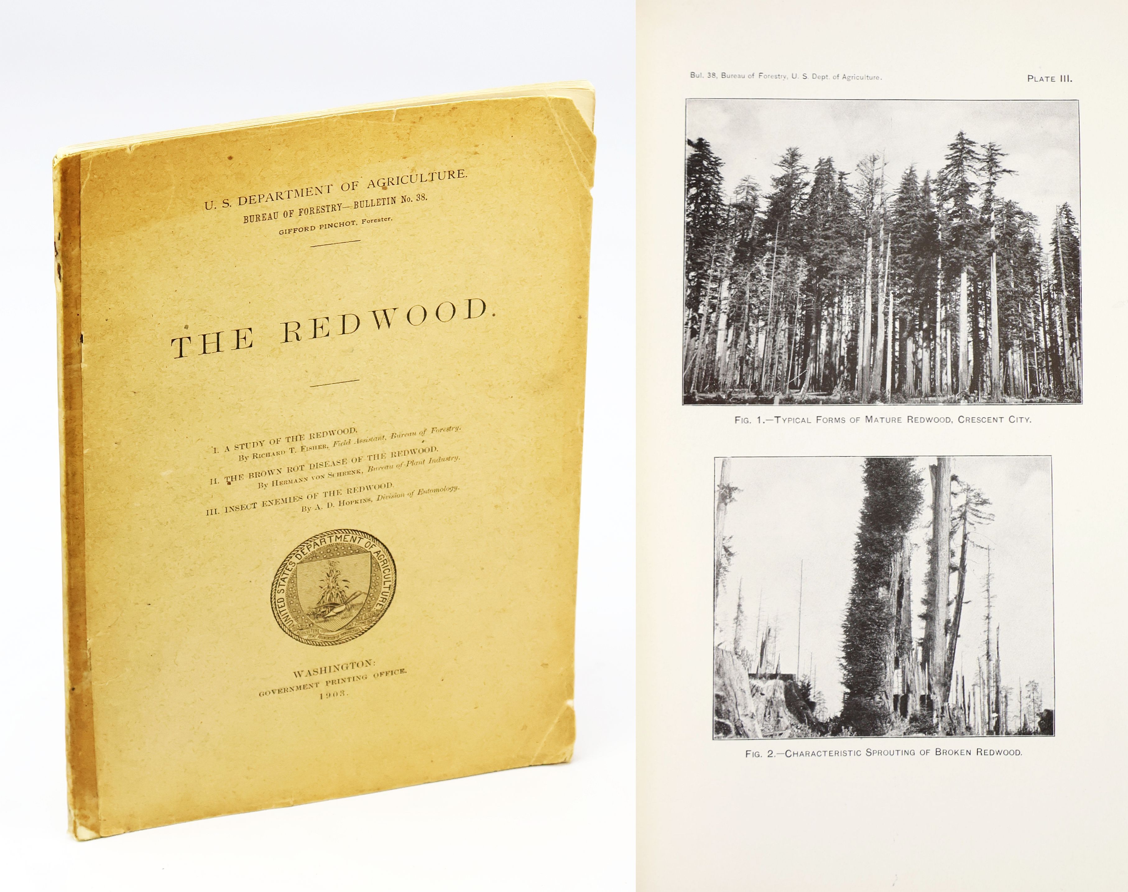 The Redwood - U.S. Department of Agriculture, Bureau of Forestry - Bulletin No. 38